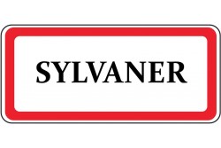 Sylvaner