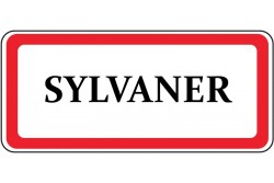 Sylvaner